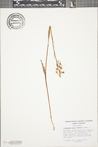 Platanthera lacera image