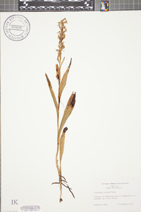 Habenaria repens image