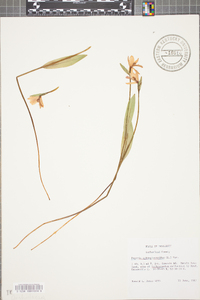 Pogonia ophioglossoides image