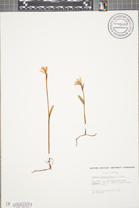 Pogonia ophioglossoides image