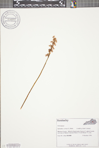 Spiranthes cernua image