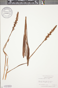 Spiranthes cernua image