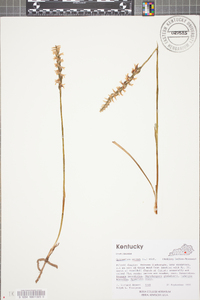 Spiranthes cernua image