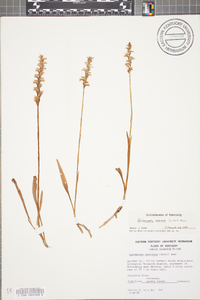 Spiranthes cernua image