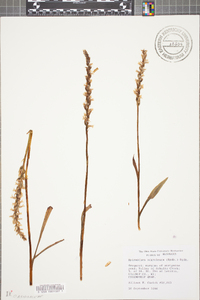 Spiranthes ochroleuca image