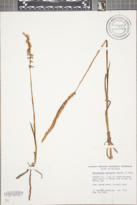 Spiranthes vernalis image