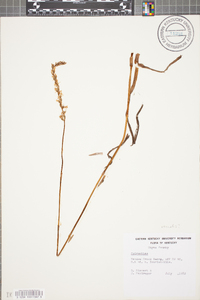 Spiranthes vernalis image