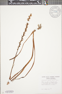 Spiranthes vernalis image