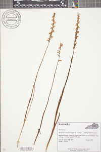 Spiranthes vernalis image