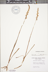 Spiranthes vernalis image