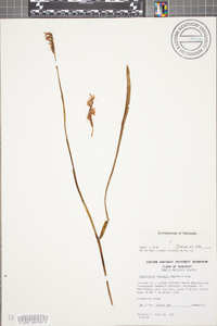 Spiranthes vernalis image