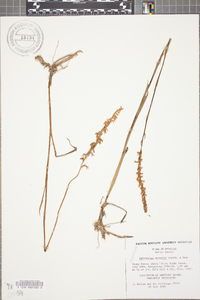 Spiranthes vernalis image