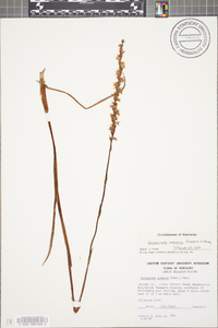 Spiranthes vernalis image