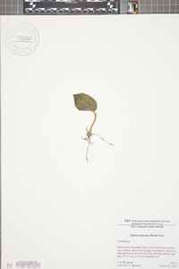 Tipularia discolor image