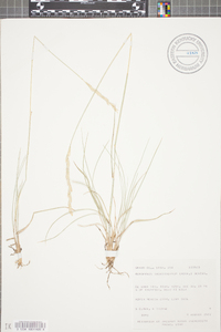 Elymus lanceolatus image