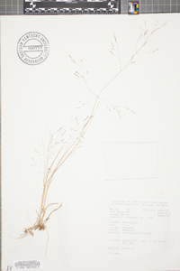 Agrostis elliottiana image