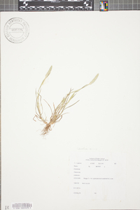 Alopecurus pratensis image