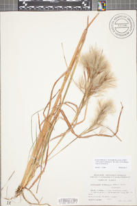 Andropogon virginicus var. abbreviatus image