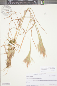 Andropogon virginicus var. abbreviatus image