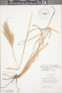 Andropogon virginicus var. abbreviatus image