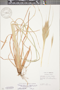 Andropogon virginicus var. abbreviatus image