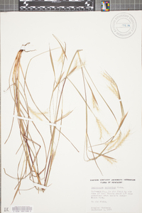 Andropogon ternarius image