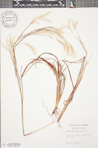 Andropogon ternarius image