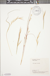 Andropogon ternarius image