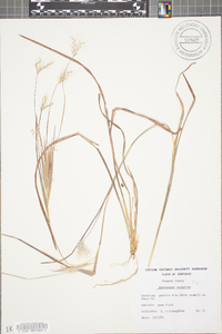 Andropogon ternarius image