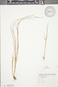 Aristida lanosa image