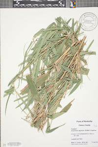 Arundinaria gigantea image