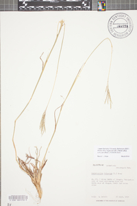 Bothriochloa laguroides image