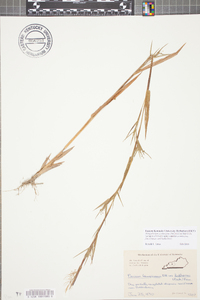 Dichanthelium acuminatum subsp. lindheimeri image