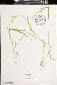 Bromus catharticus image