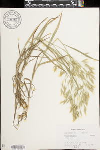 Bromus commutatus image