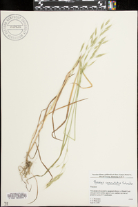 Bromus commutatus image