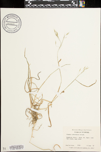 Bromus commutatus image