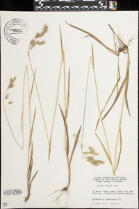 Bromus kalmii image