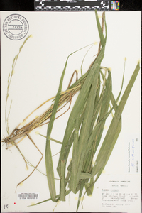 Bromus nottowayanus image