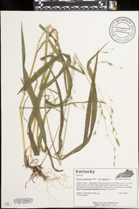 Bromus pubescens image