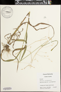 Bromus pubescens image