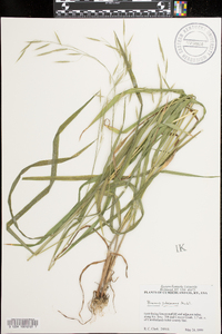 Bromus pubescens image