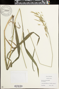 Bromus kalmii image