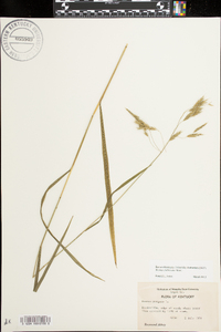 Bromus pubescens image