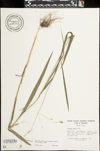 Bromus pubescens image