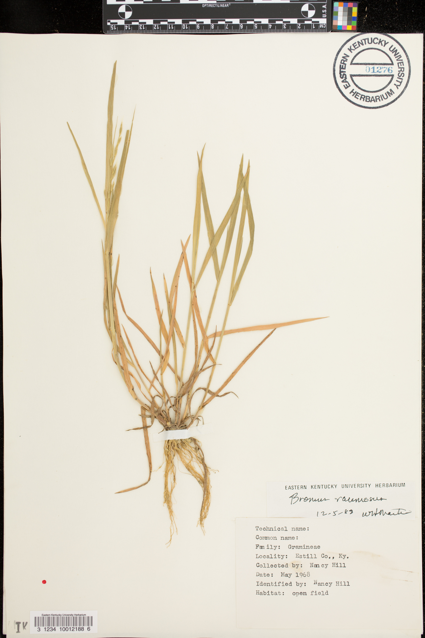 Bromus racemosus image