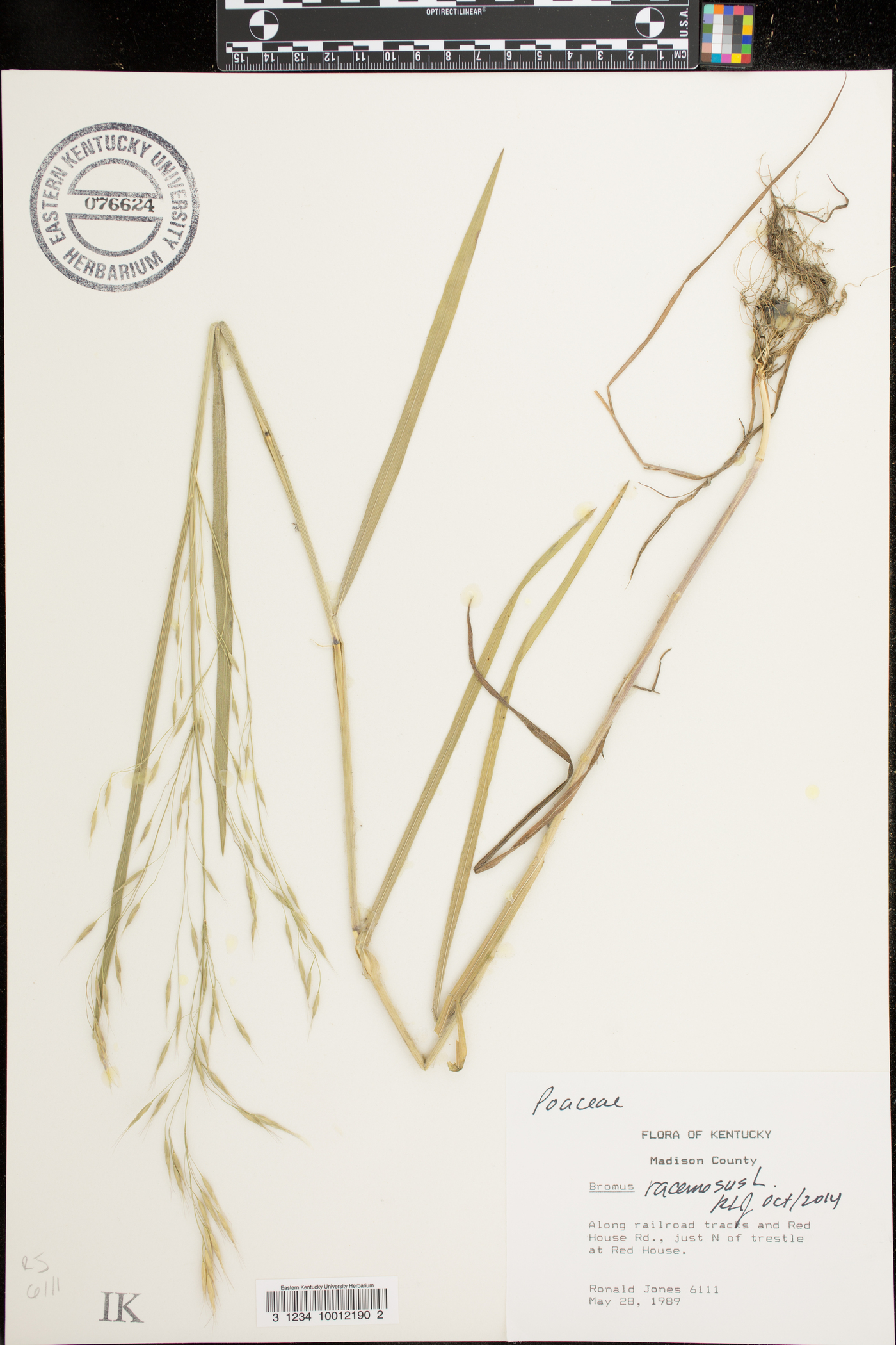 Bromus racemosus image