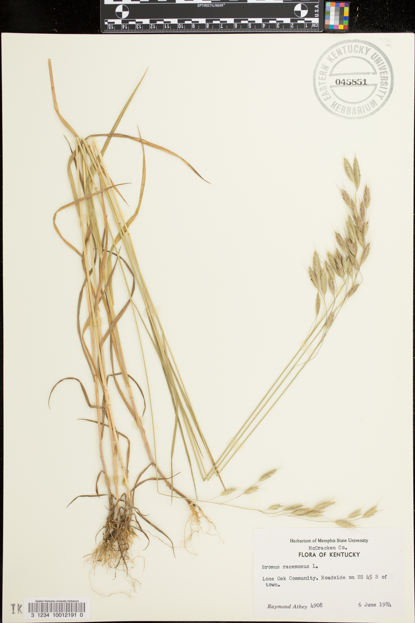 Bromus racemosus image