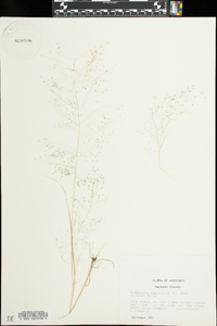 Eragrostis capillaris image