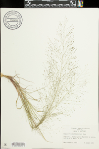 Eragrostis capillaris image